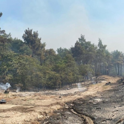 Φωτιά καίει στη Δαδιά