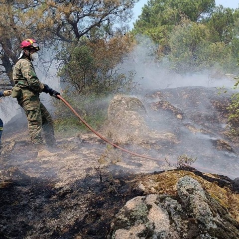 Αλέξανδρος Δημητρακόπουλος, πρόεδρος τμήματος Δασολογίας και Φυσικού Περιβάλλοντος ΑΠΘ: «Το δάσος της Δαδιάς χάθηκε για πάντα» - Οι επιπτώσεις στο οικοσύστημα.
