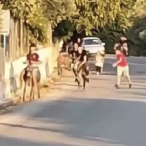 Γαϊδουροδρομίες στη Λέσβο