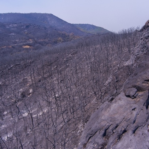 Φωτιά Έβρος - Καμένα στρέμματα