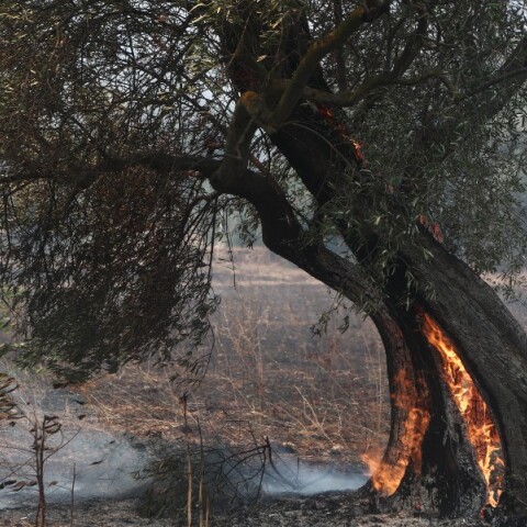 Μαίνεται η πυρκαγιά στον Έβρο, αναζωπυρώσεις και στη Ροδόπη - Ενεργές καύσεις σε Πάρνηθα και Βοιωτία