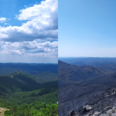 Φωτογραφία αριστερά δείχνει το καταπράσινο δάσος της Δαδιάς και δεξιά τις ίδιες εκτάσεις καμένες μετά το πέρασμα της φωτιάς