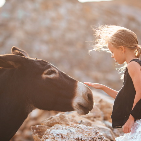 Παράδοση και ηθική: Όταν η κακοποίηση ζώων έχει δικαιολογία.