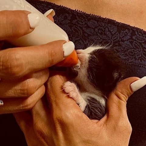 Υιοθέτησε ένα ζωάκι που γλίτωσε από τις φωτιές.