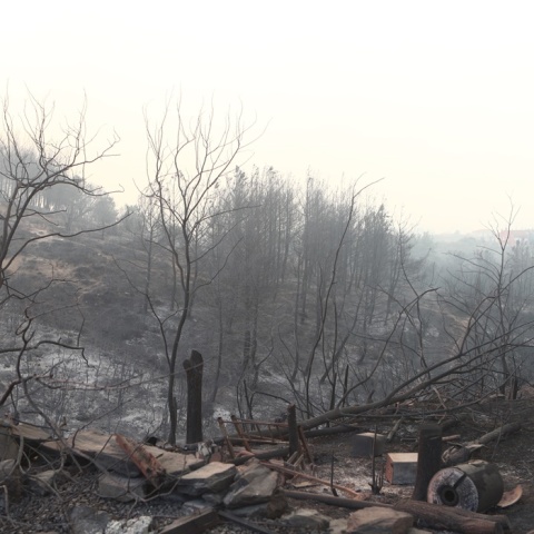 Καμένα δέντρα σε περιοχή της Αλεξανδρούπολης