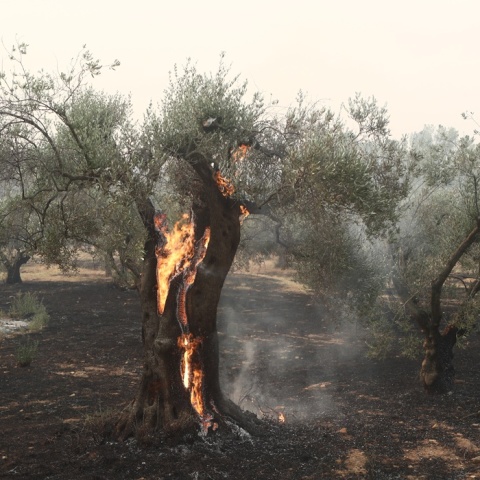 Φωτιά καίει τον κορμό δέντρου