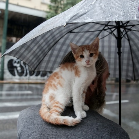 Πρόγνωση καιρού: Βροχές και σποραδικές καταιγίδες θα εκδηλωθούν από αύριο Δευτέρα, σύμφωνα με την Εθνική Μετεωρολογική Υπηρεσία.