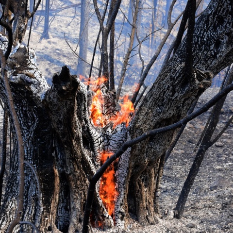 Καμένο δέντρο και φωτιά που σιγοκαίει στο εσωτερικό του