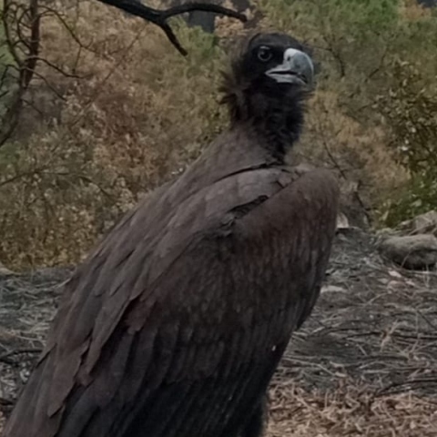 Μαυρόγυπας στα καμένα, στο δάσος της Δαδιάς