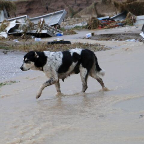Κακοκαιρία Daniel: Σοβαρά προβλήματα από τις ισχυρές βροχοπτώσεις