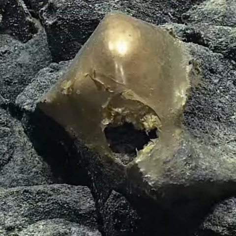 Αλάσκα: Mια λεία χρυσή σφαίρα βρέθηκε στον πυθμένα του βυθού - Επιστήμονες εικάζουν ότι μπορεί να είναι «το περίβλημα αυγού». 