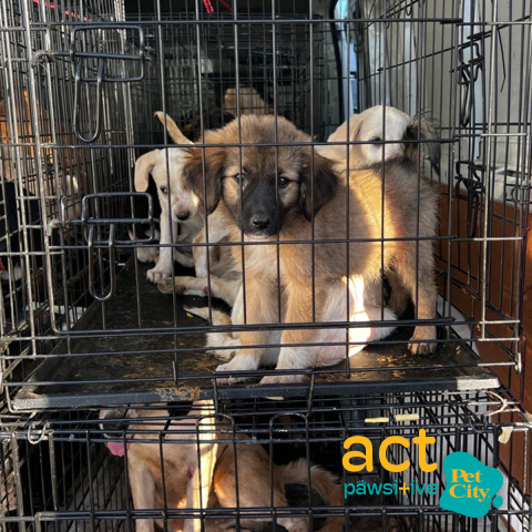 2023_09_13_dt_pet_city_plimmires_1