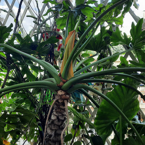 Πεντανόστιμα τέρατα ή οι κήποι που μένουν πίσω