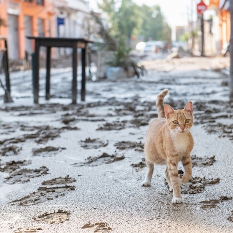 Περιβάλλον: Η ανθρωπογενής κλιματική αλλαγή ήρθε για να μείνει, προειδοποιούν οι ειδικοί - Στις υψηλές θερμοκρασίες αποδίδονται οι έντονες βροχοπτώσεις.