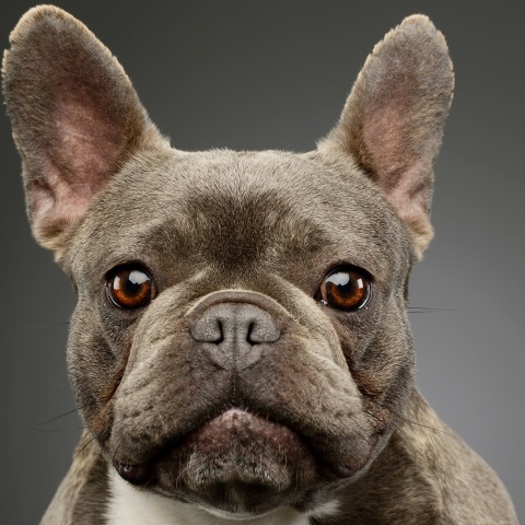 Ολλανδία: Πρόστιμο 3.000 ευρώ σε εκτροφέα σκύλων επειδή τα μπουλντόγκ του είχαν υπερβολικά πλακουτσωτή μύτη - Ανέπνεαν ακανόνιστα.