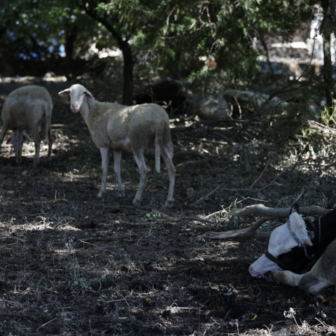 Ζώα που επέζησαν από την κακοκαιρία Daniel