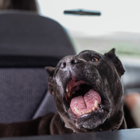 Βρετανία: Μέχρι το τέλος του χρόνου θα απαγορεύσει τους σκύλους American XL bully, λέει ο πρωθυπουργός Σούνακ, μετά το θάνατο ενός ακόμη ανθρώπου.