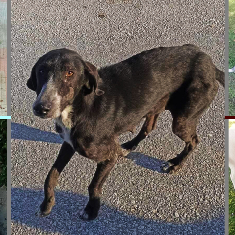 Τα Φιλοζωικά Σωματεία της Λάρισας μιλάνε για τους κινδύνους της επόμενης μέρας