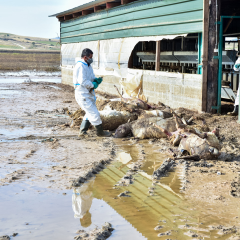 Νεκρά ζώα στη Θεσσαλία