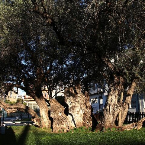 Πού βρίσκεται η αρχαιότερη ελιά της Αττικής;