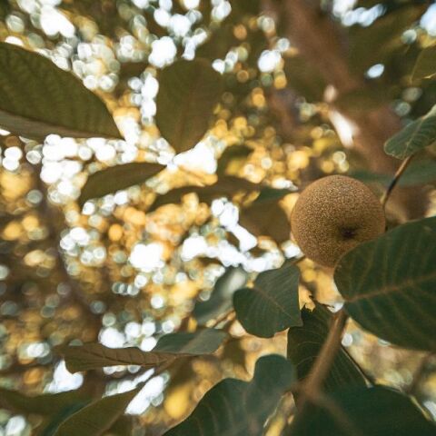 «Μια βραδιά κάτω από την ελιά»