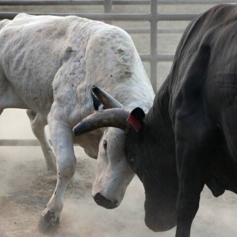 Τρομακτικό βασανιστήριο σε ταύρο στη Βαλένθια