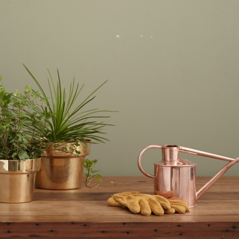 Τάσεις φυτά 2024