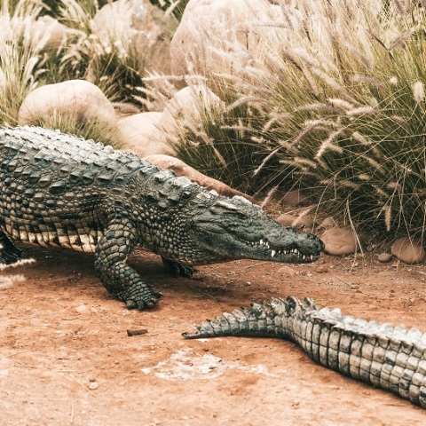 ΗΠΑ: Η αστυνομία σκότωσε έναν αλιγάτορα που θεάθηκε σε ένα κανάλι να σέρνει το πτώμα μιας γυναίκας - Άγνωστα τα αίτια του θανάτου της.