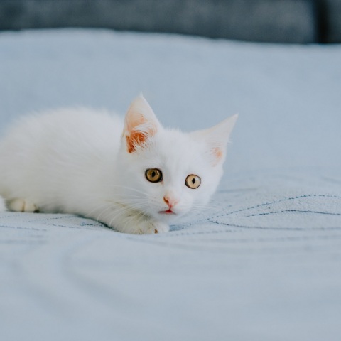 Λέσβος: 62χρονος σκότωσε γατάκι με καλάμι ψαρέματος - Του ασκήθηκε δίωξη σε βαθμό κακουργήματος και απολογείται τη Δευτέρα.