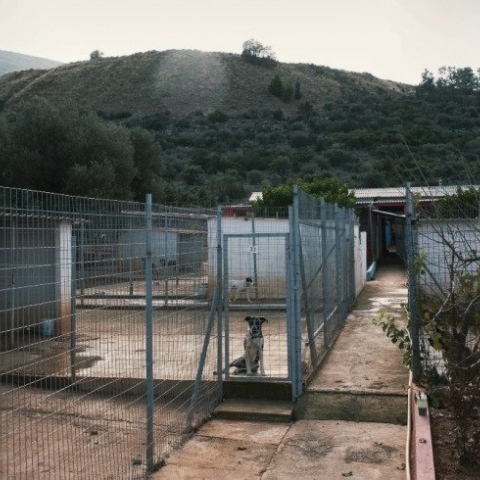 KAZ - Καταφύγιο ζώων στον Ωρωπό