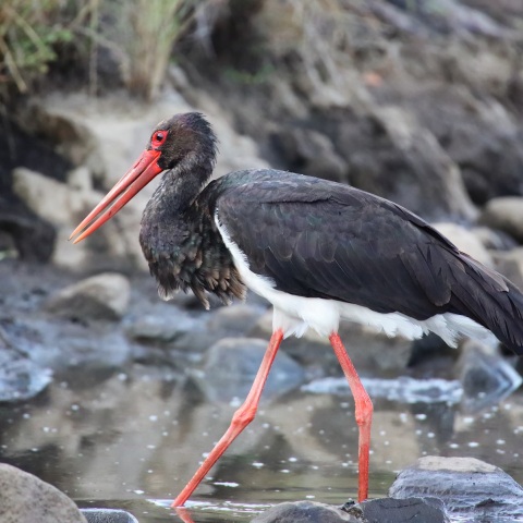 Απειλούμενα είδη της Ελλάδας στο μετρό της Αθήνας - Θα προβάλλονται σε βίντεο στις αποβάθρες - Ο αγώνας για τη διάσωσή τους.