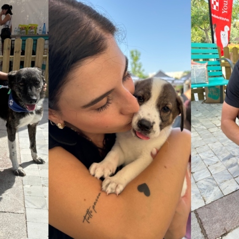 Pet City x Dogs Voice 