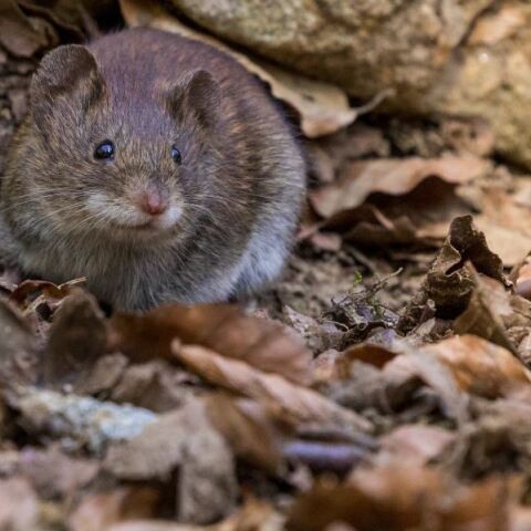 Δύο θάνατοι από λεπτοσπείρωση στην Κέρκυρα