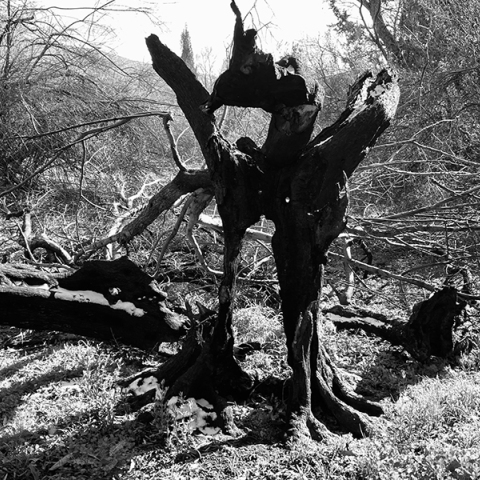 Καύσωνες ή ανεμογεννήτριες;