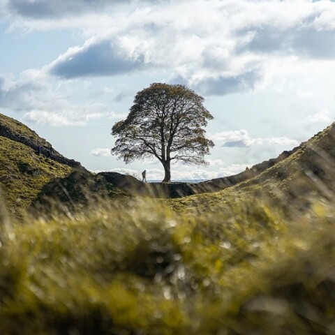 Βάνδαλοι έκοψαν το εμβληματικό «δένδρο του Ρομπέν των Δασών» στο εθνικό πάρκο του Νορθάμπερλαντ