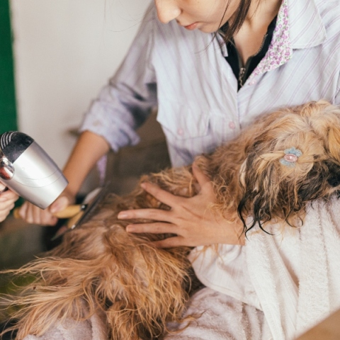 Σαμπουάν σκύλων