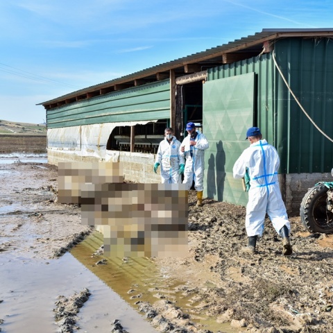 Τρεις άνδρες με ειδικές στολές στο έργο της συλλογής νεκρών ζώων από την κακοκαιρία Δανιελ