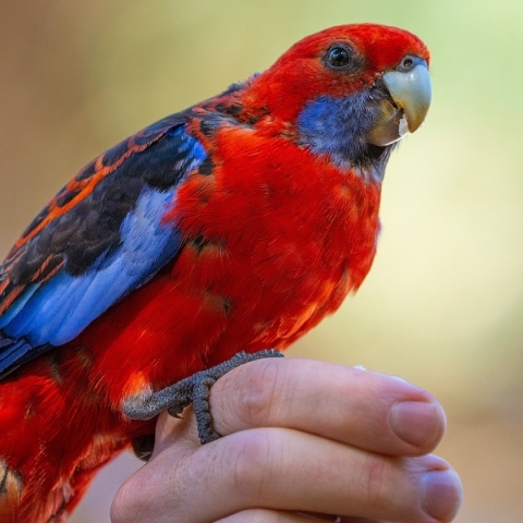 5 ασυνήθιστα ζώα βοηθοί