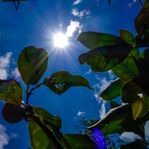 Ο ήλιος διακρίνεται πίσω από τα φύλλα δέντρου - Λίγα σύννεφα στον ουρανό