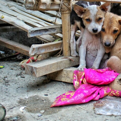 Εκκλήσεις για χώρους φιλοξενίας ζώων και σίτισής τους στην Καρδίτσα