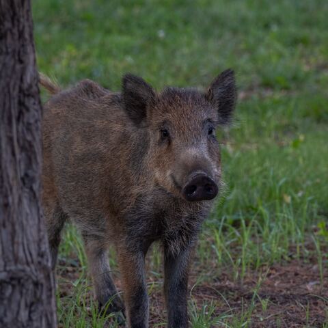 Αγριογούρουνο
