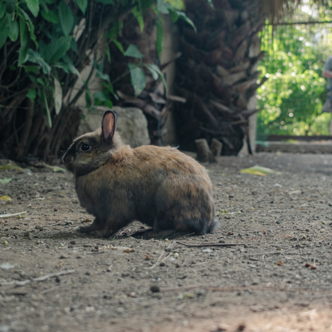 Κουνέλι στον Εθνικό Κήπο