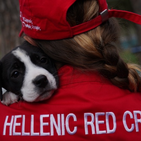 Παγκόσμια Ημέρα Ζώων: Πρώτες βοήθειες για σκύλους από τον Ελληνικό Ερυθρό Σταυρό - Τρεις εκπαιδευτικές ενότητες - Πώς μπορείτε να συμμετάσχετε. 