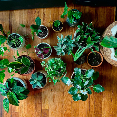 Houseplants