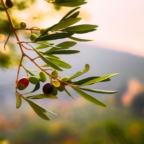 Ισπανία: Η αστυνομία κατέσχεσε 74 τόνους ελιές, έπειτα από ένα ακόμη περιστατικό κλοπής εν μέσω ραγδαίας αύξησης των τιμών του ελαιόλαδου.