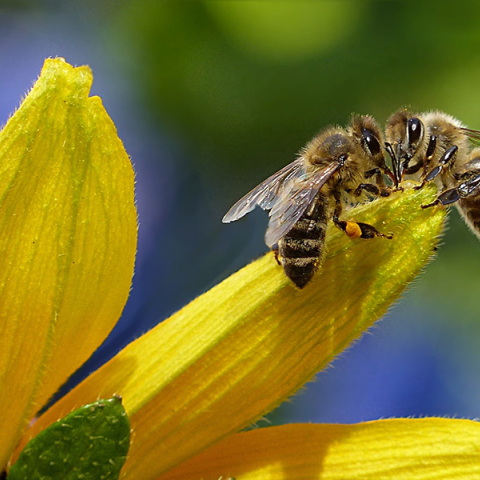 ΔΥΠΑ - ΚΕΘΕΑ Ήπειρος: Νέο πρόγραμμα κατάρτισης στη μελισσοκομία 