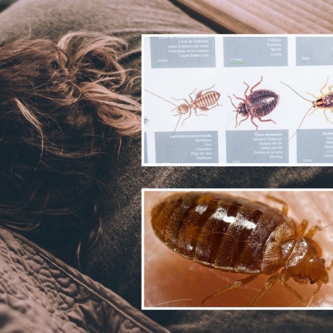 Κοριοί: Πού συχνάζουν και οι τρόποι με τους οποίους εξουδετερώνονται - Καθηγητής εντομολογίας του ΑΠΘ εξηγεί το πρόβλημα.