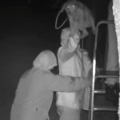 Τρία άτομα πετάνε σκυλιά από μεγάλο ύψος σε καταφύγιο ζώων στην περιοχή Νεοχώρι στην Κέρκυρα