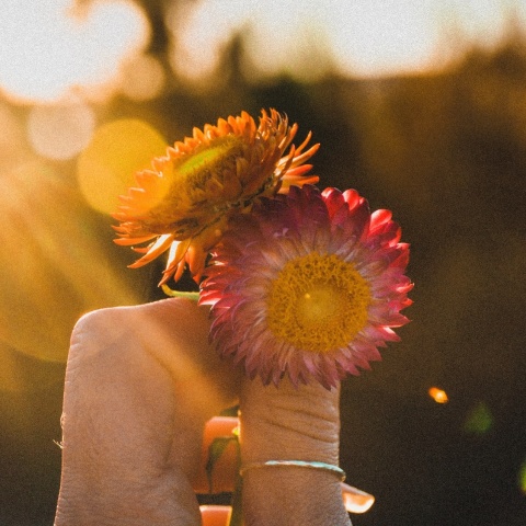 Χέρι κρατά δύο λουλούδια στα οποία πέφτουν πάνω ακτίνες του ήλιου
