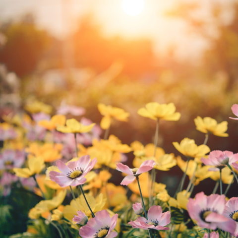 cover flowers garden